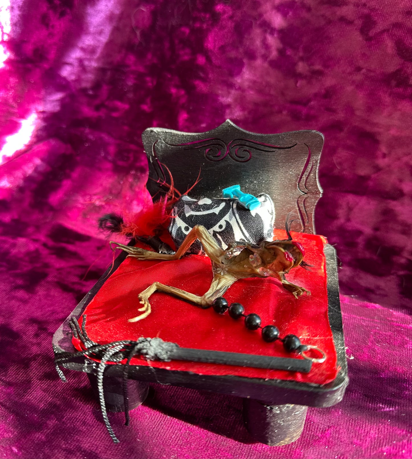 Horny frog taxidermy