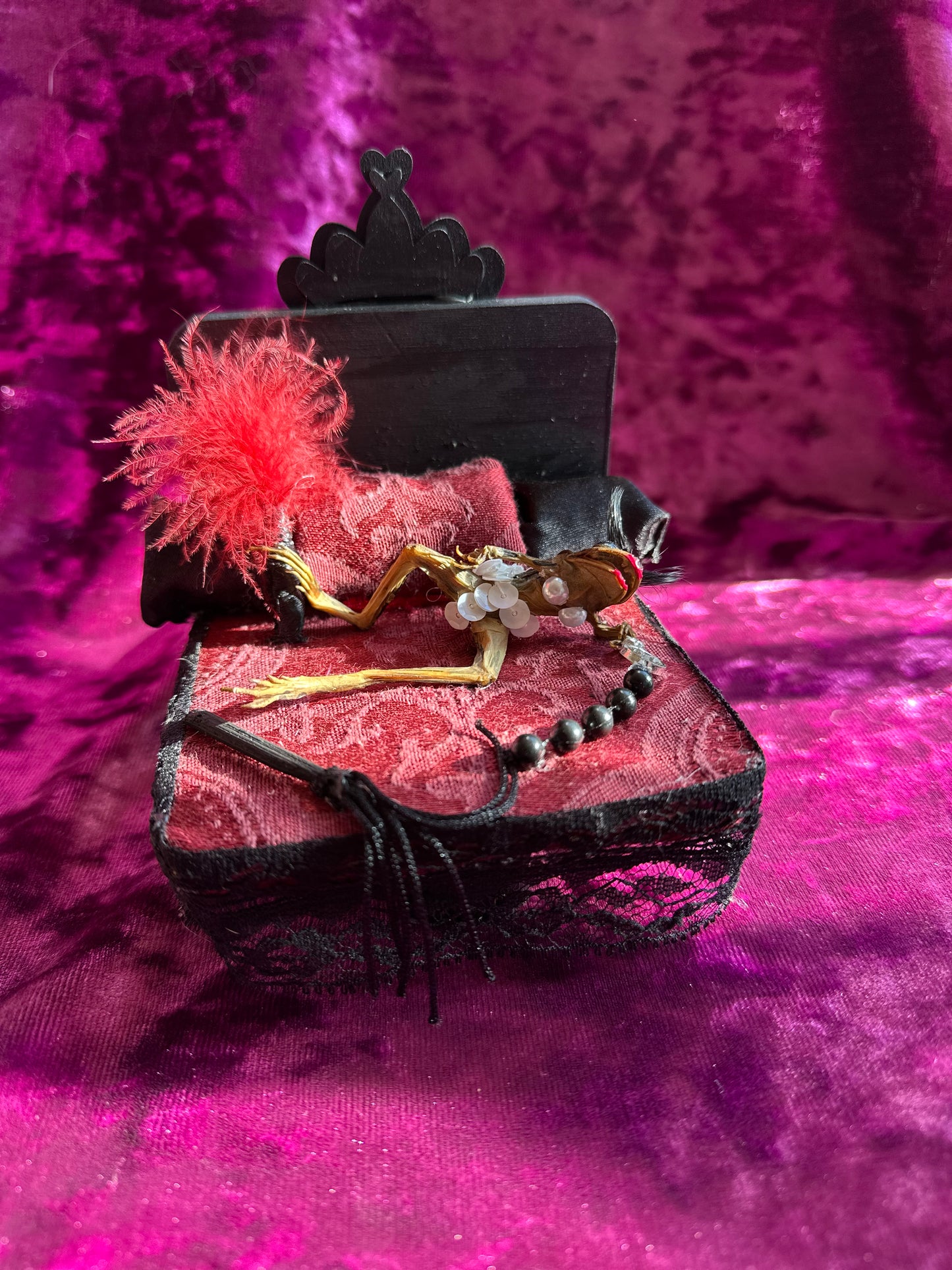 Horny frog taxidermy
